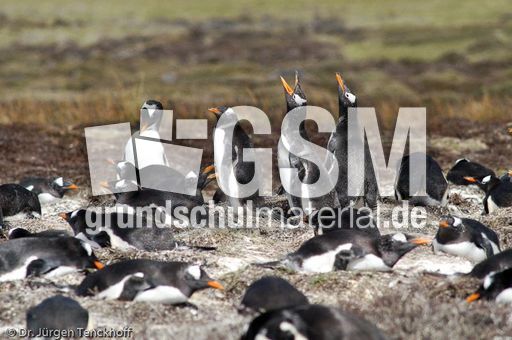 Eselspinguin (17 von 97).jpg